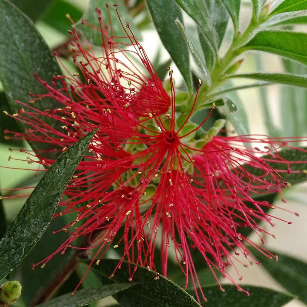 Callistemon citrinus Splendens