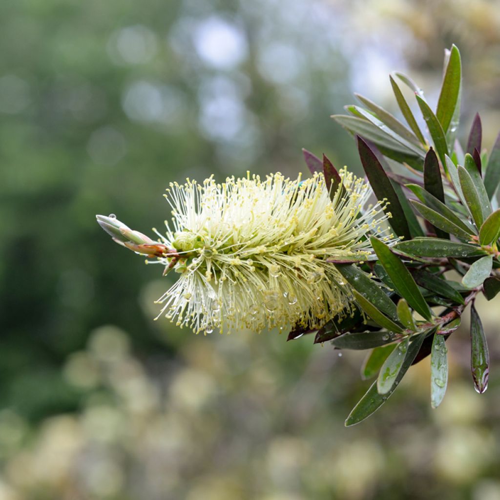 Callistemon pityoides Widdicomb Gem