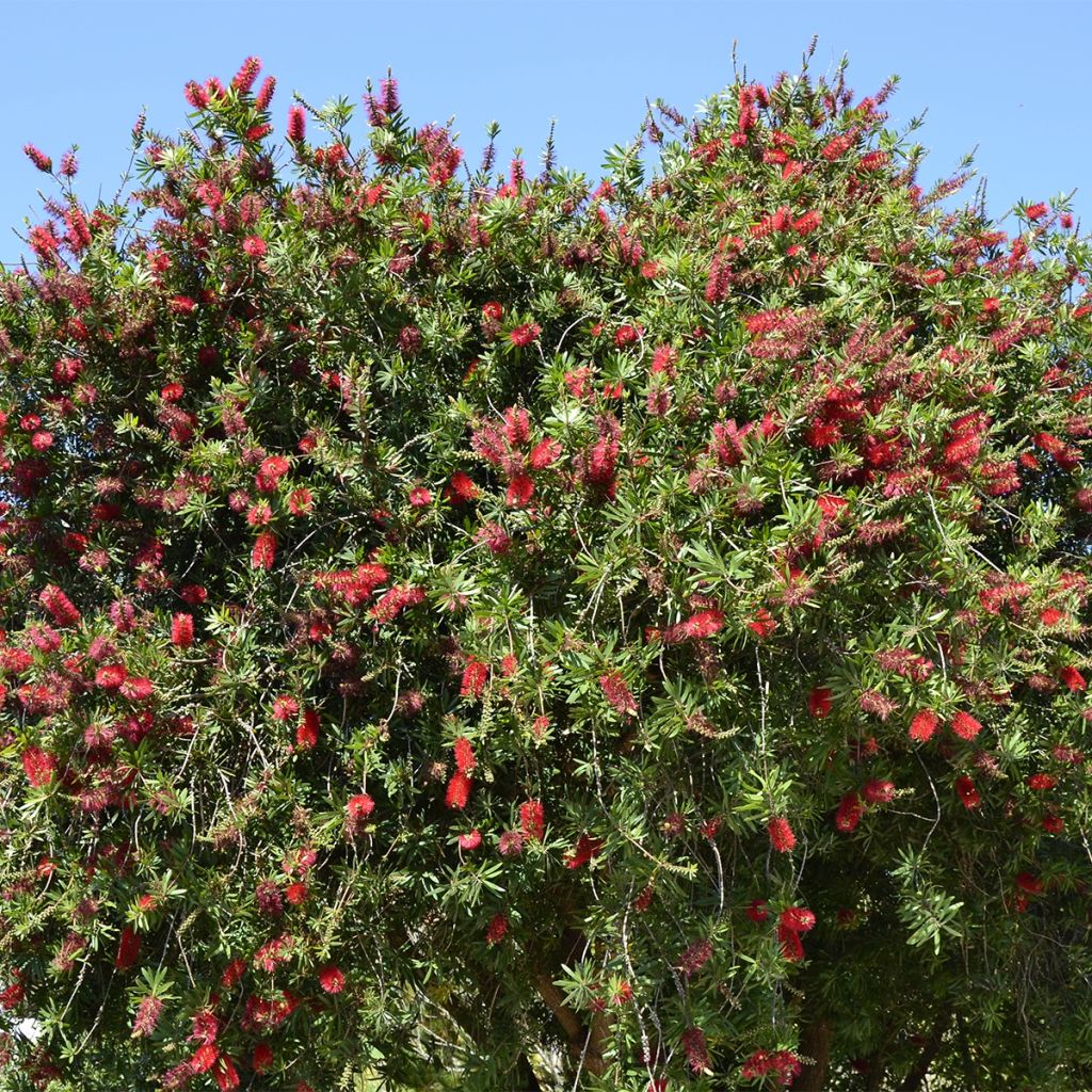 Callistemon rigidus