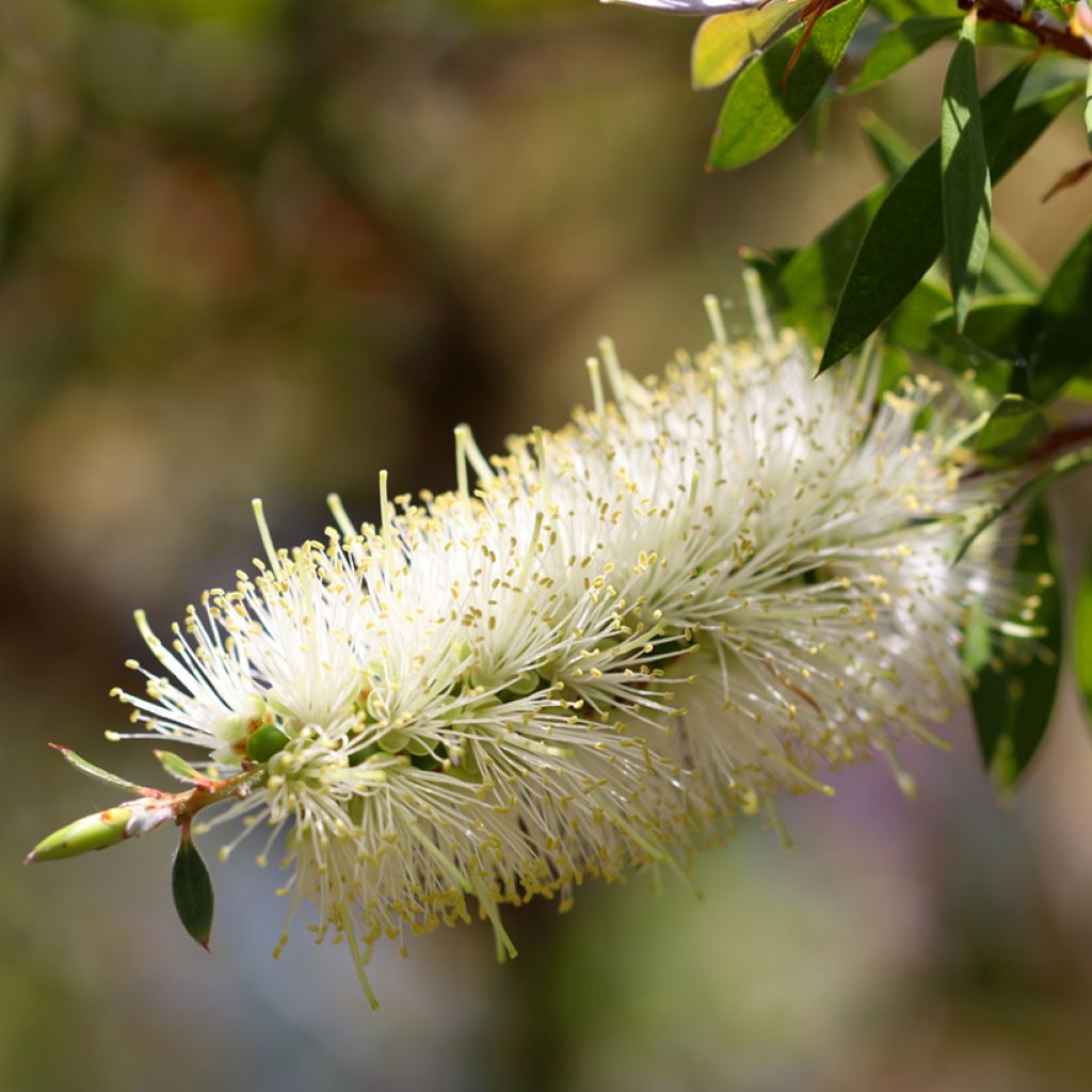 Callistemon salignus White