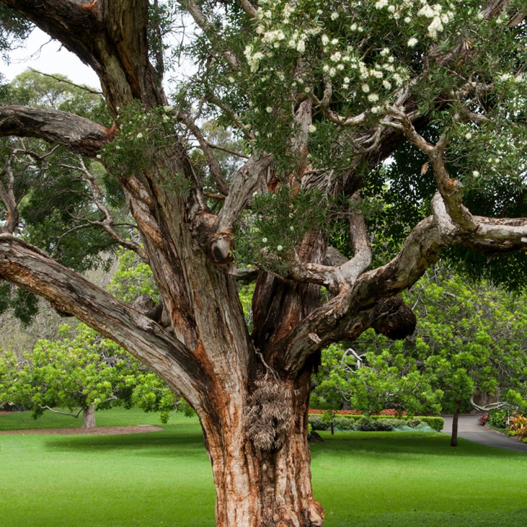Callistemon salignus White