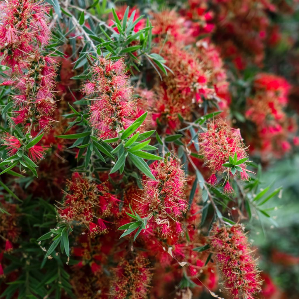 Callistemon viminalis Captain Cook