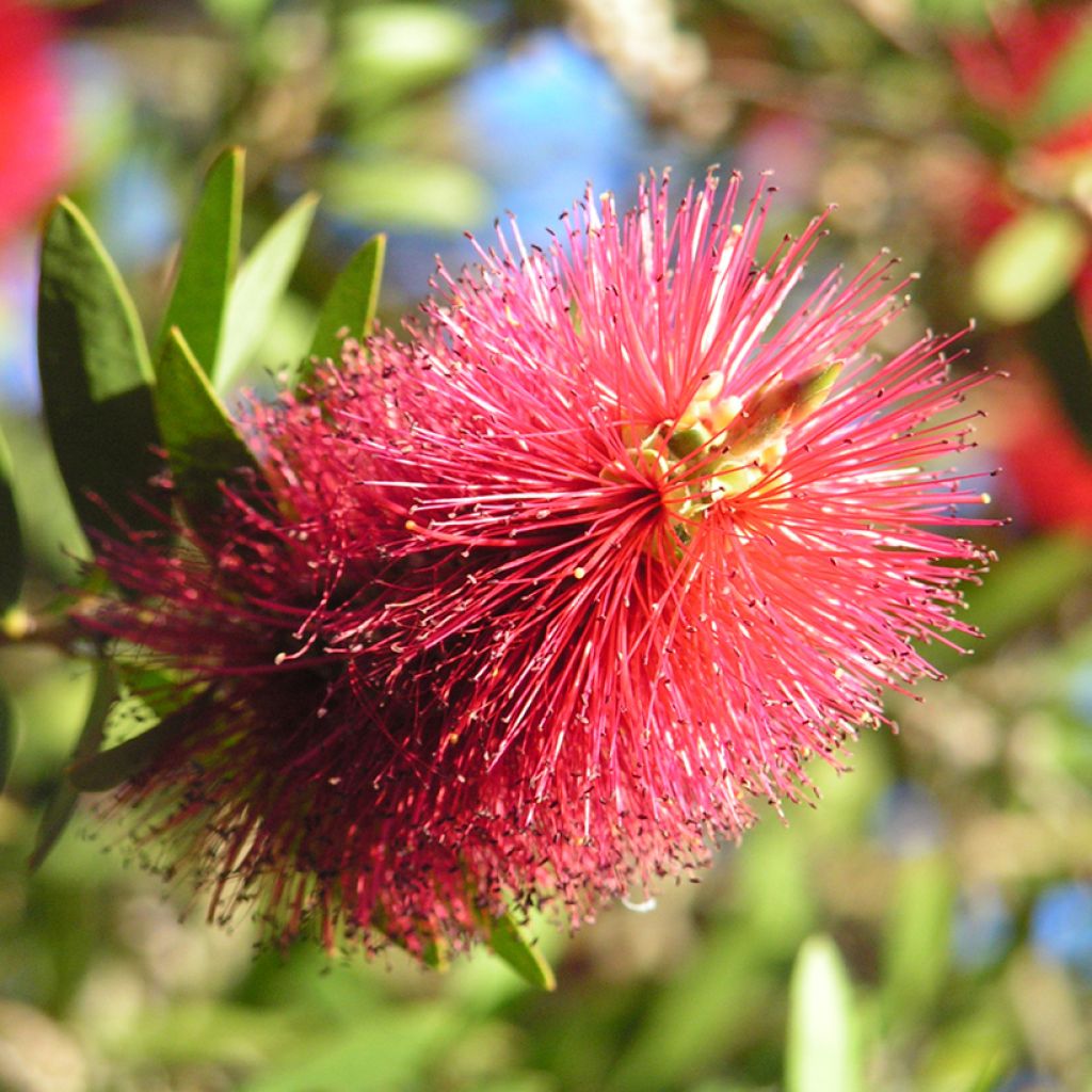 Callistemon viminalis Captain Cook