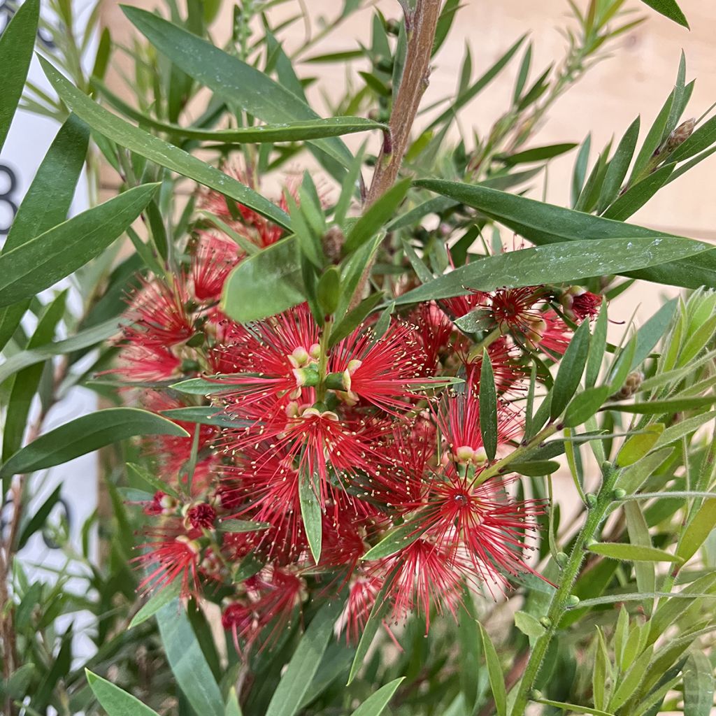 Callistemon viminalis Hannah Ray