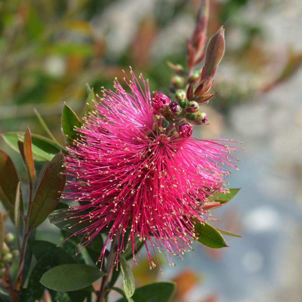 Melaleuca viminalis Hot Pink