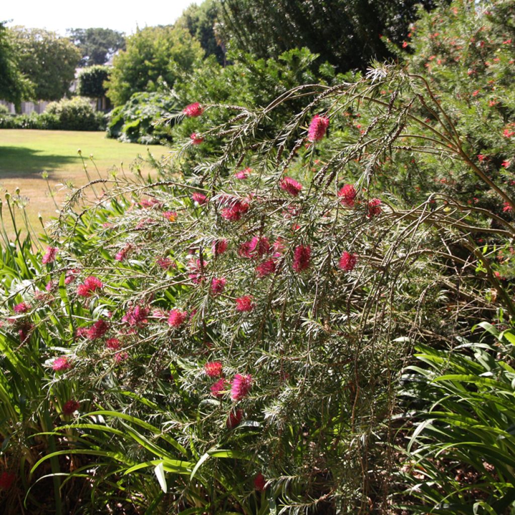 Callistemon viminalis