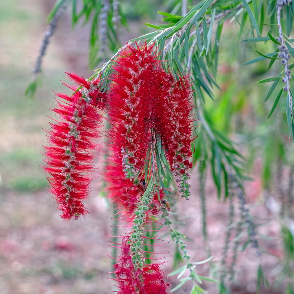 Callistemon viminalis