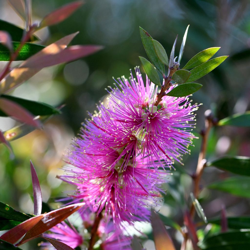 Callistemon violaceus