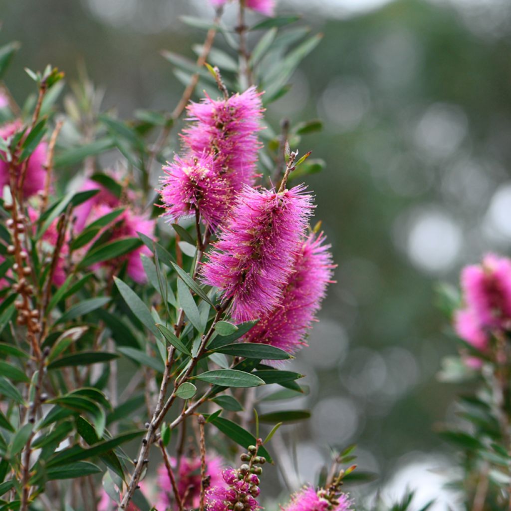 Callistemon violaceus
