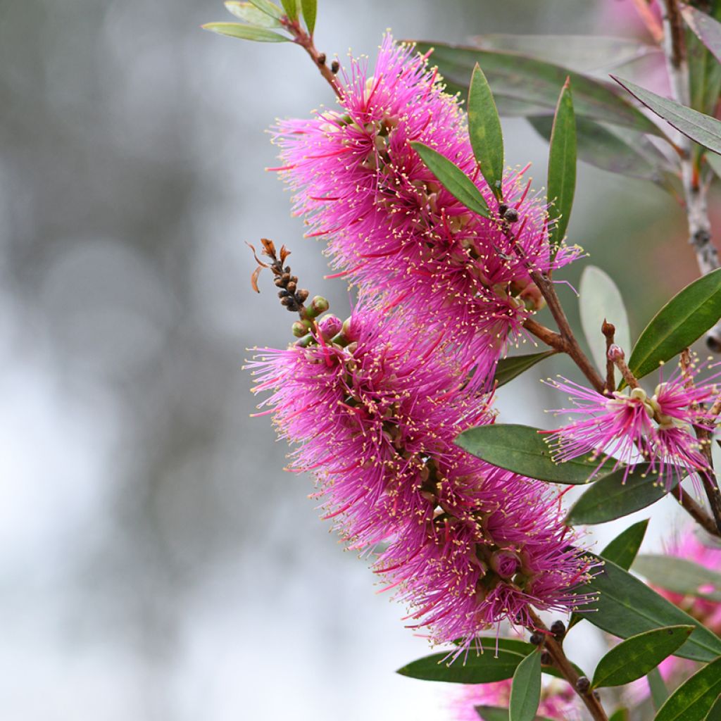 Callistemon violaceus