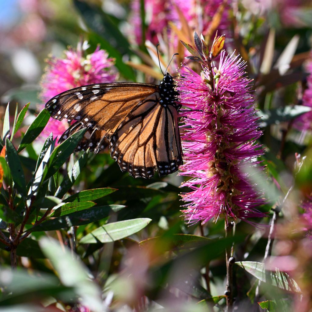Callistemon violaceus