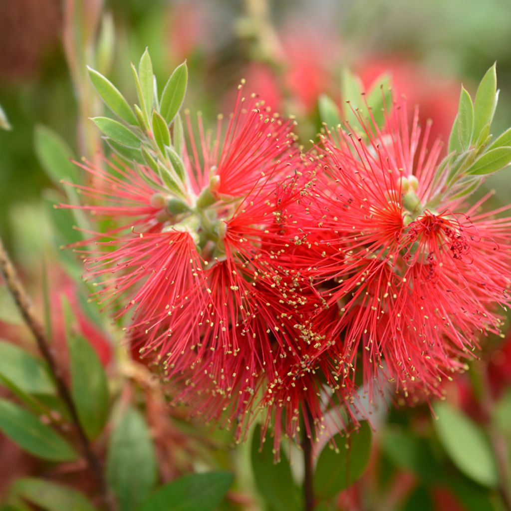 Callistemon laevis