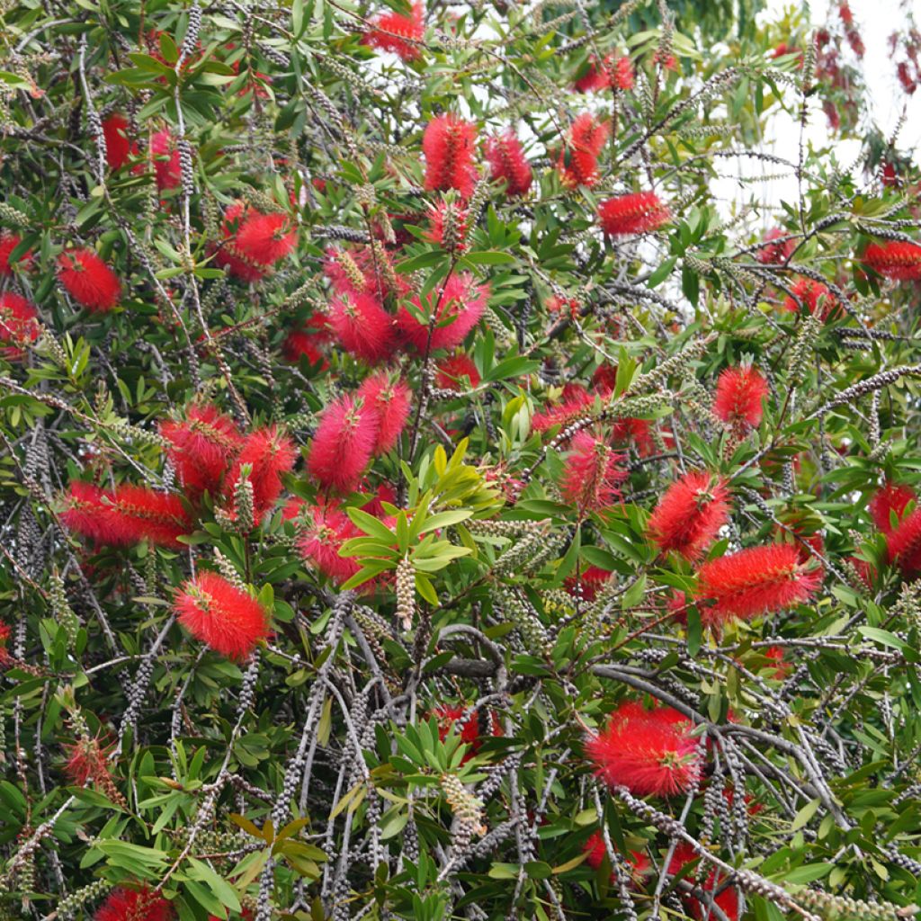 Callistemon laevis