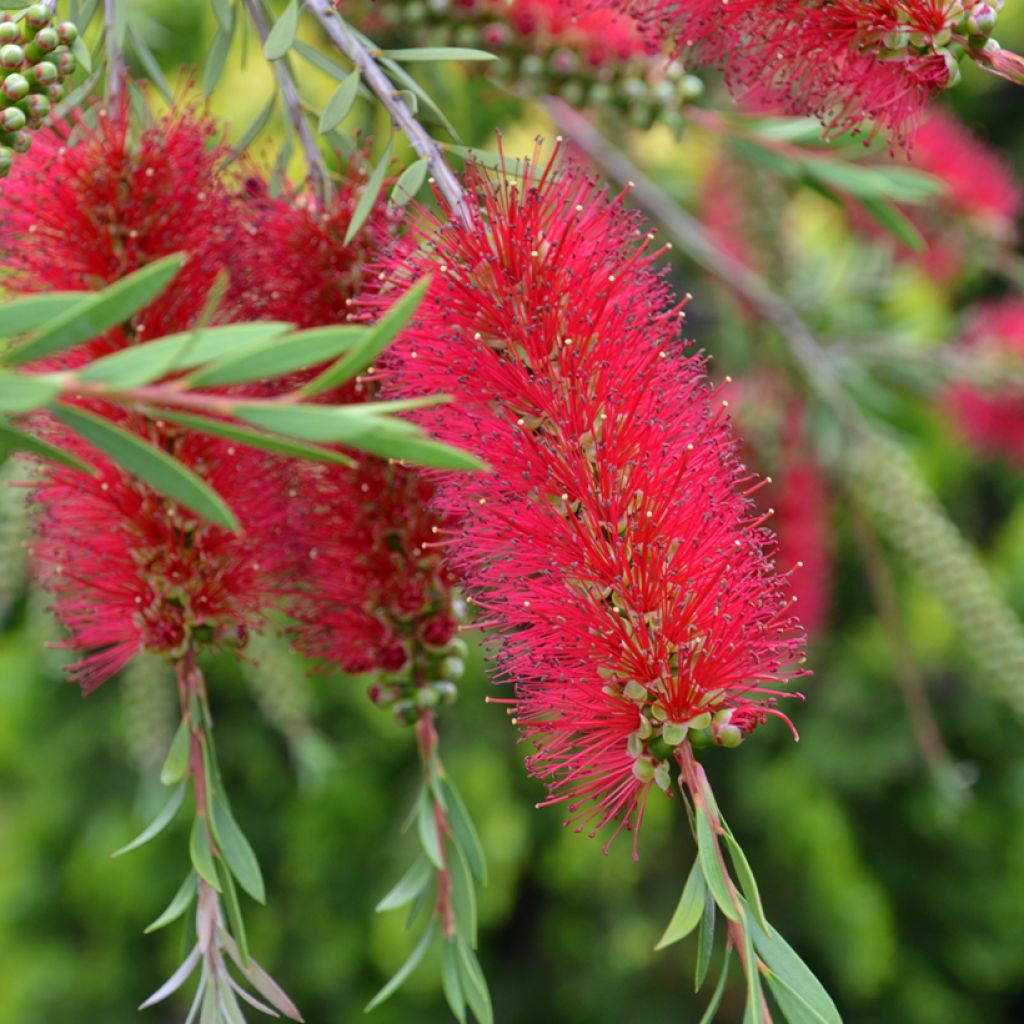 Callistemon laevis