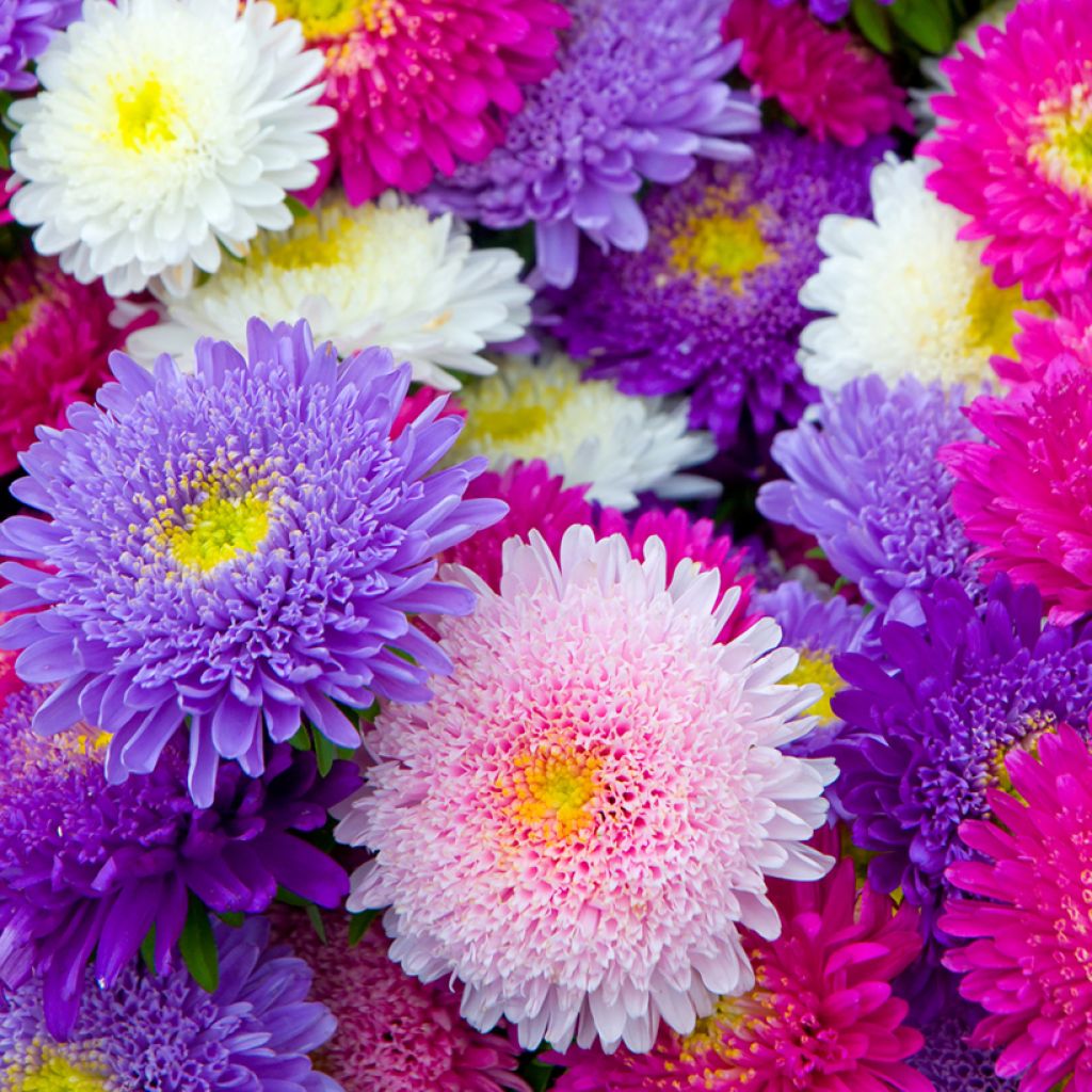 Áster-da-china Princess em sementes