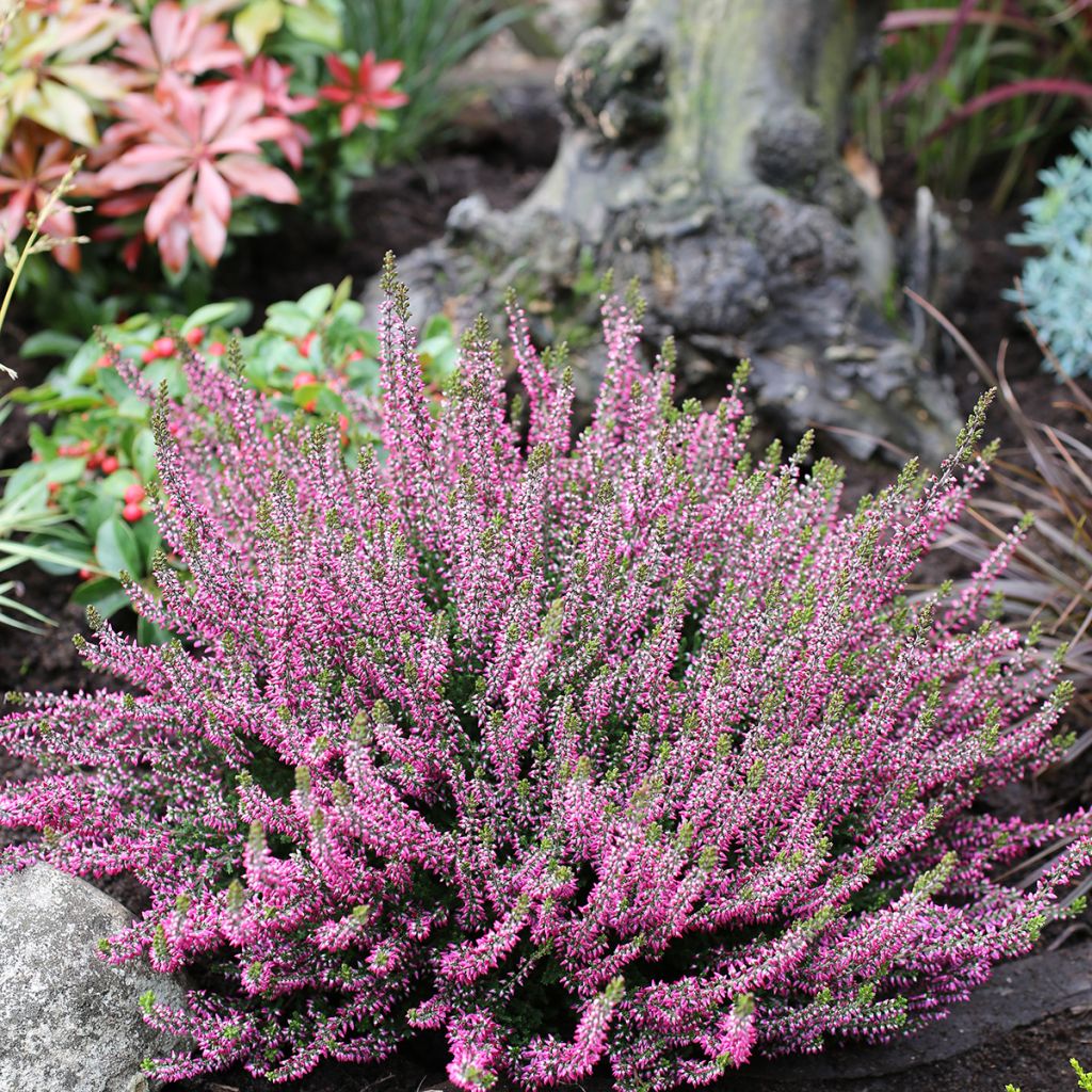 Calluna Garden Girls Amethyst