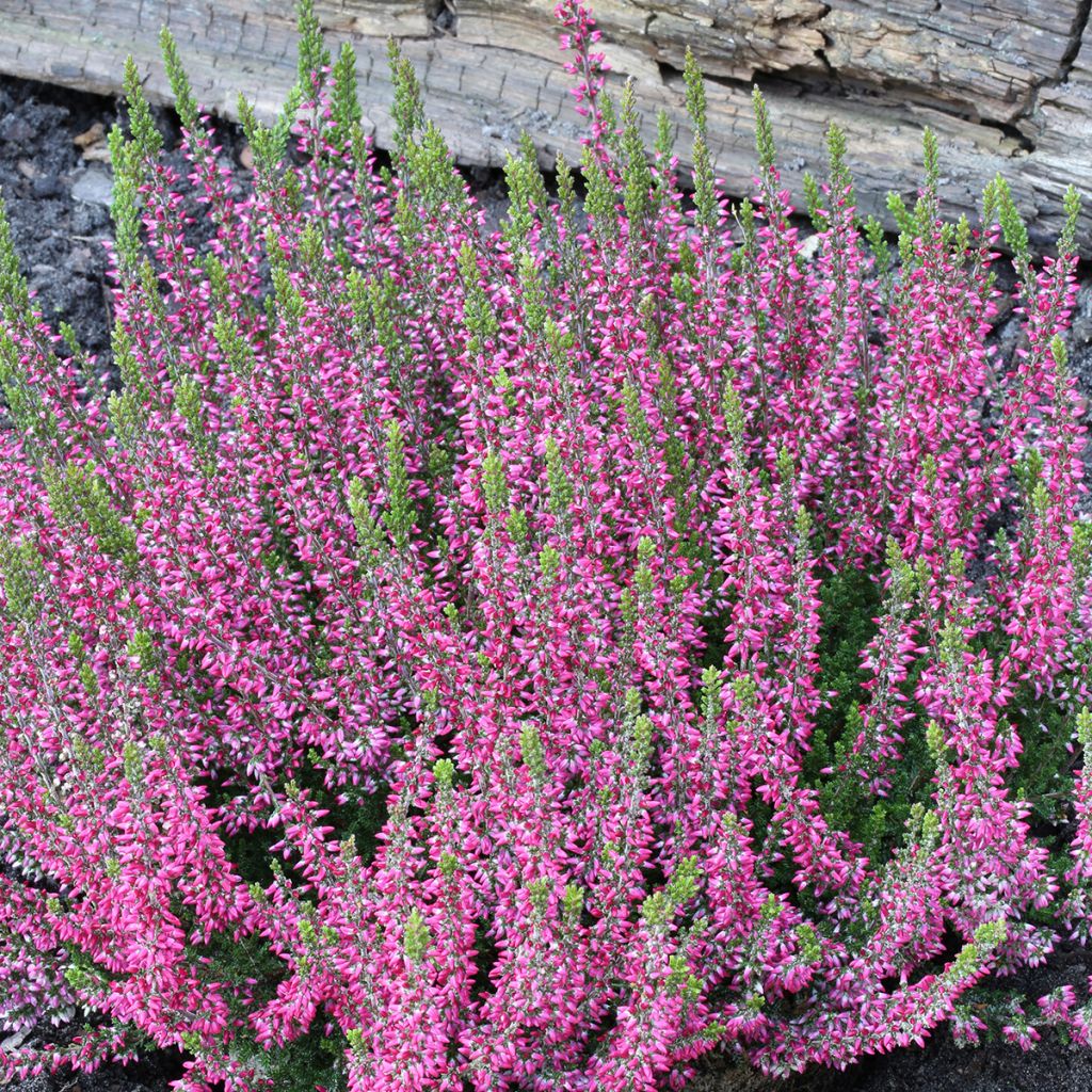 Calluna Garden Girls Athene