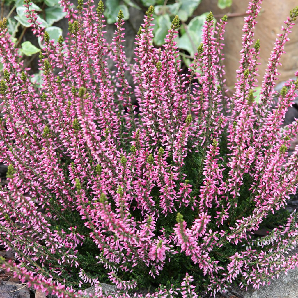 Calluna Garden Girls Rosita