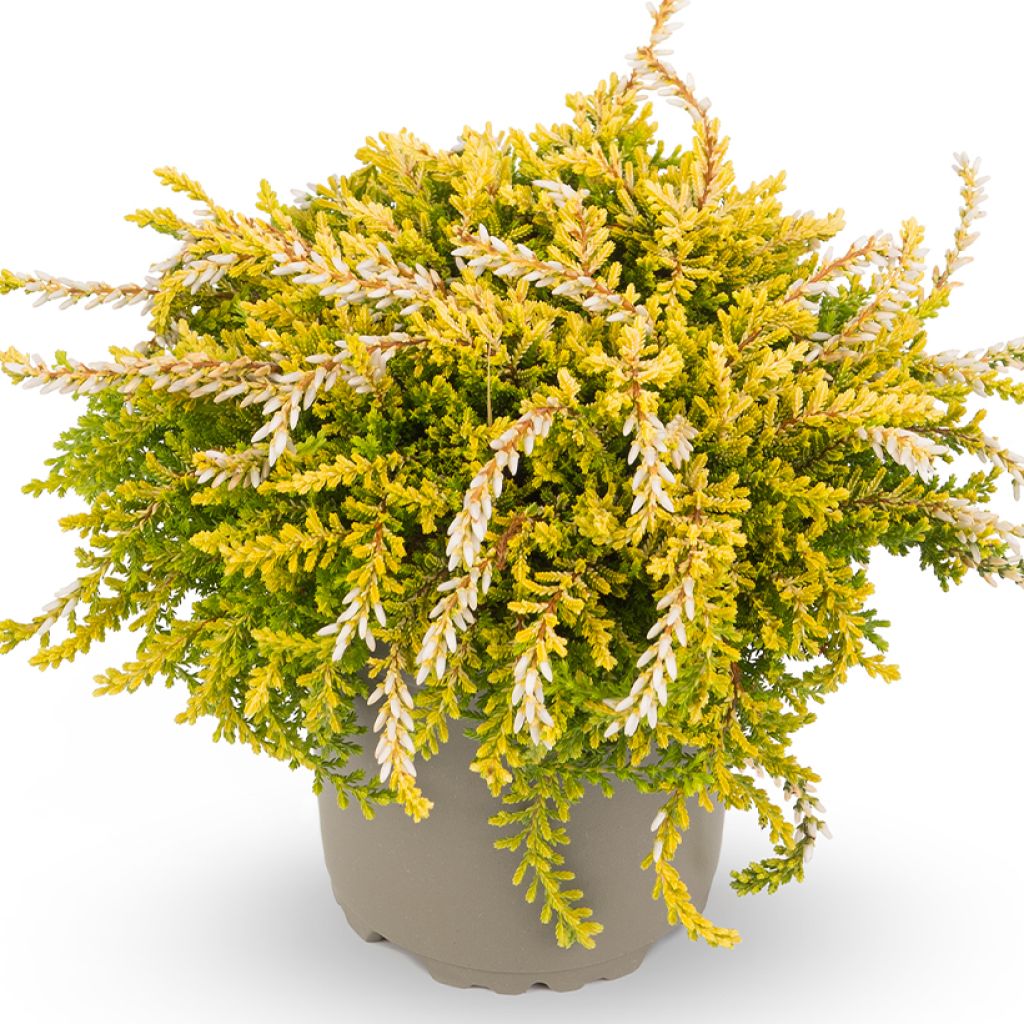 Calluna Rasta Girls Netty