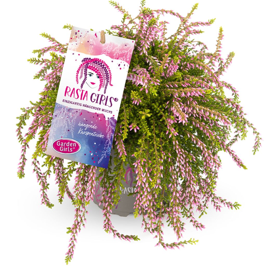 Calluna Rasta Girls Rosa Claire