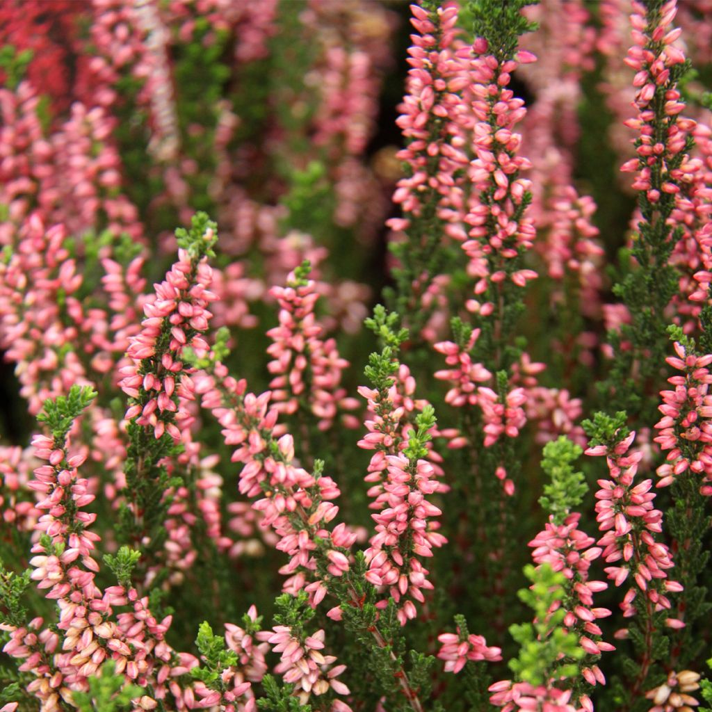 Bruyère d'été - Calluna Garden Girls® Gina