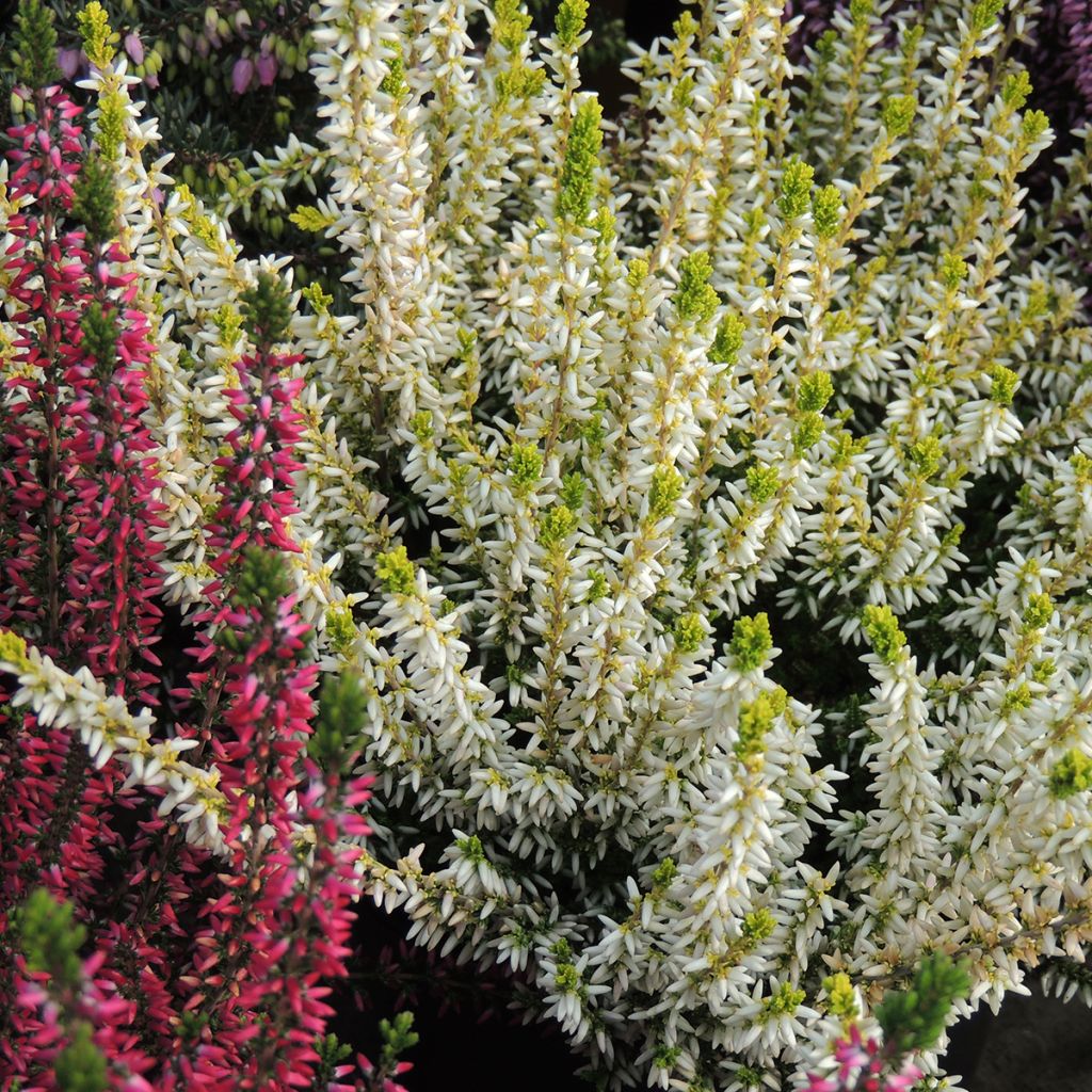 Calluna vulgaris Sarah