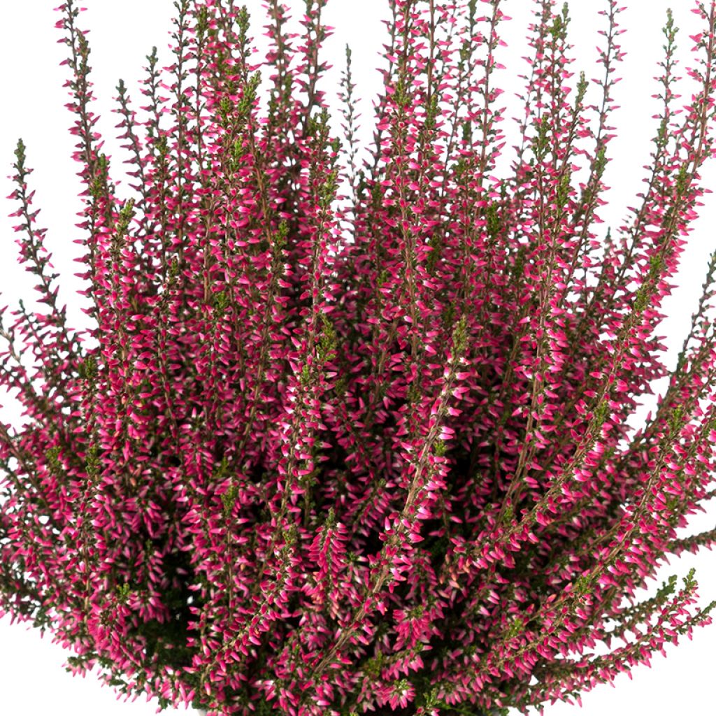 Calluna Selma