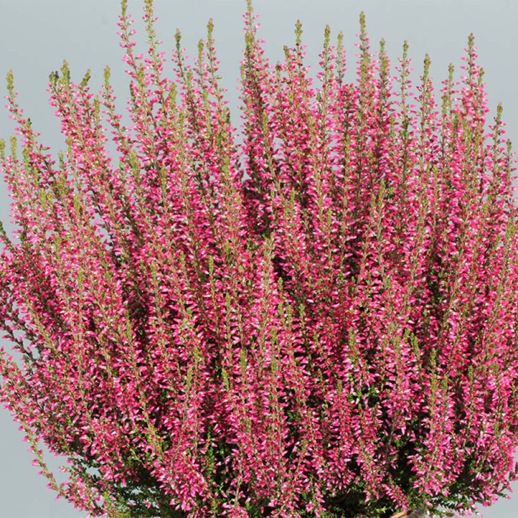 Calluna Selma