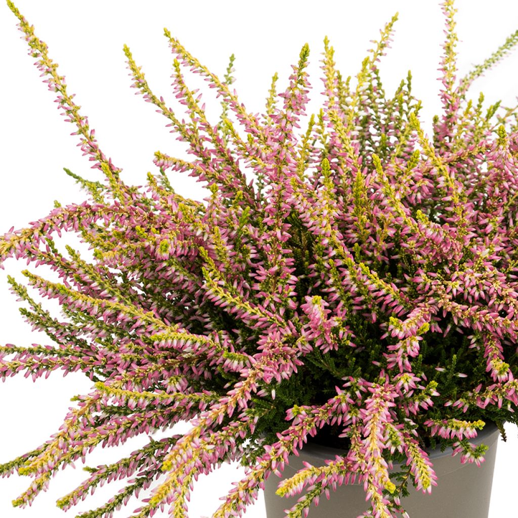 Calluna vulgaris Theresa