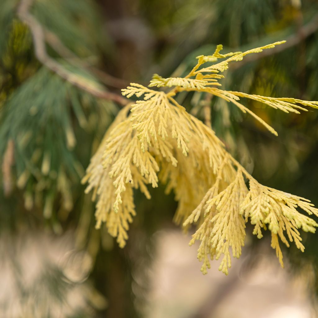 Calocedrus decurrens Aureovariegata