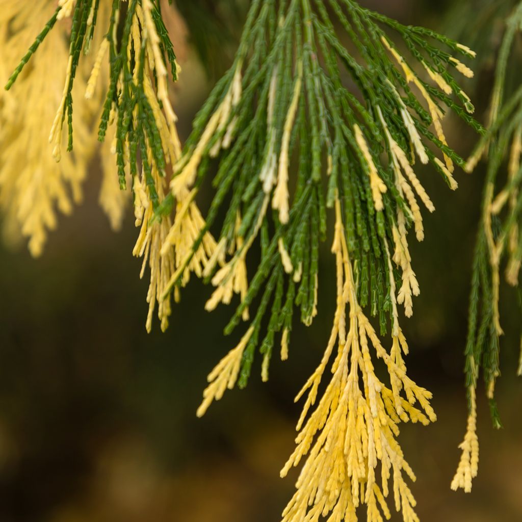 Calocedrus decurrens Aureovariegata
