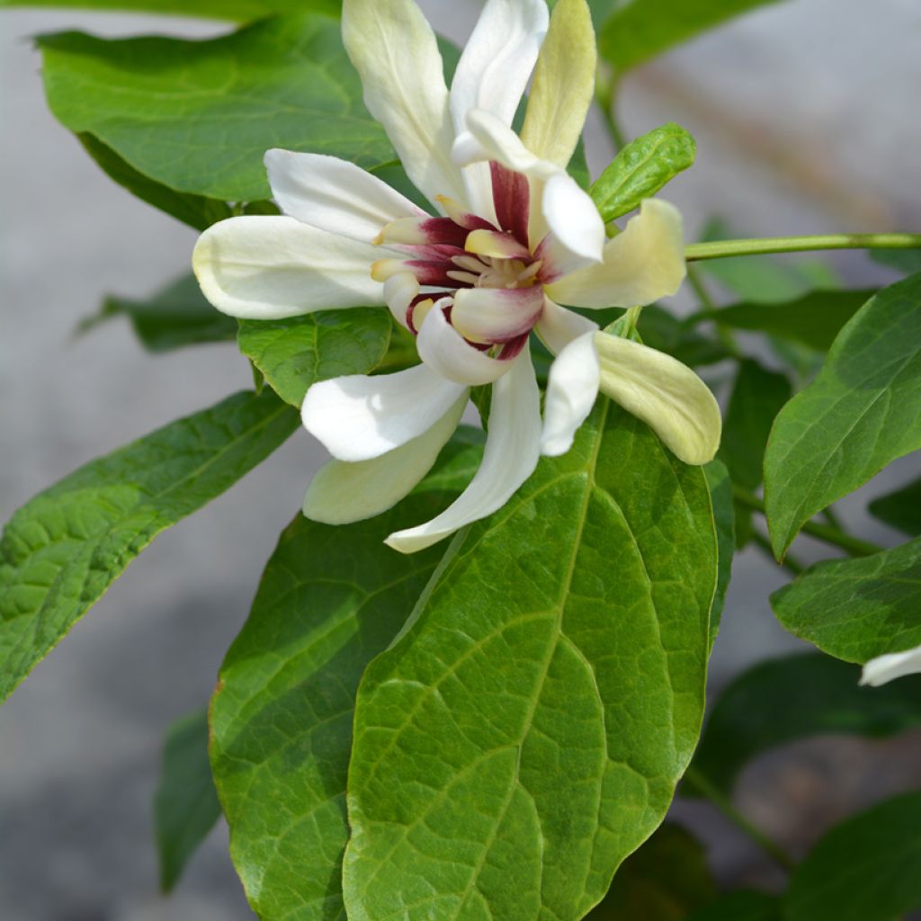 Calycanthus Venus