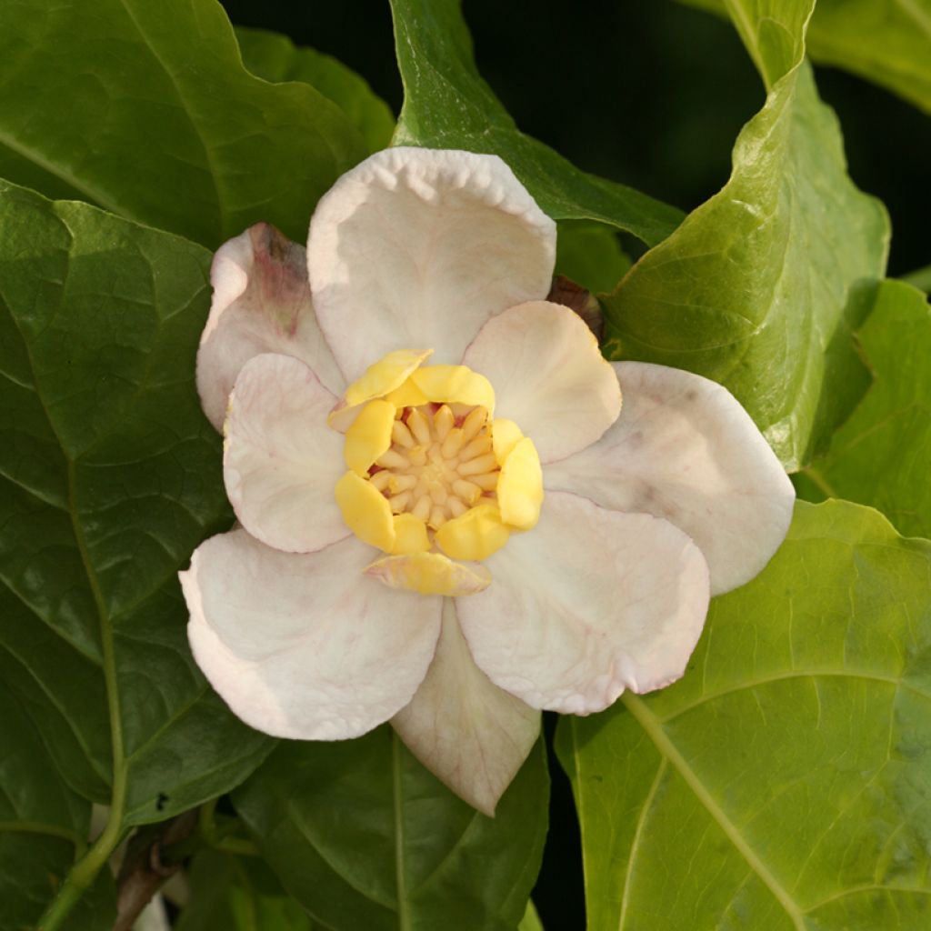 Calycanthus chinensis