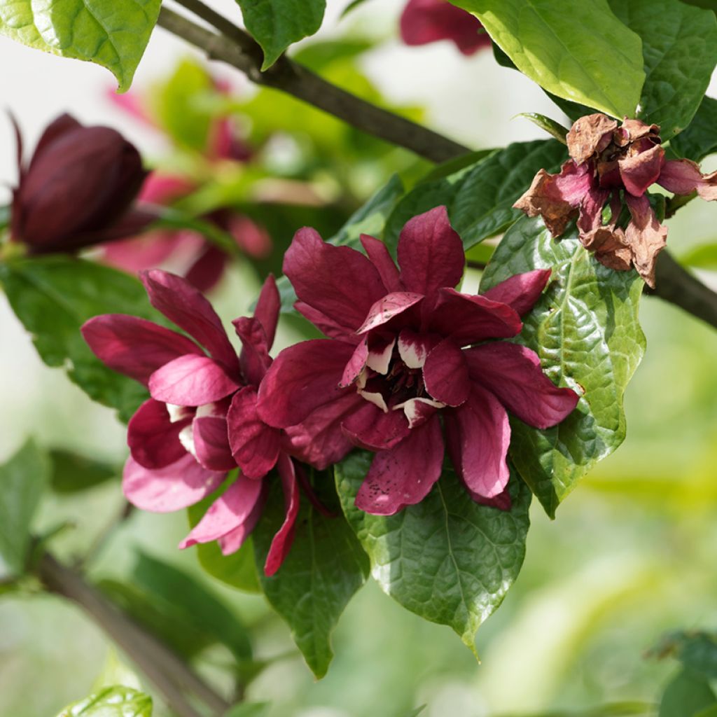 Calycanthus raulstonii Aphrodite