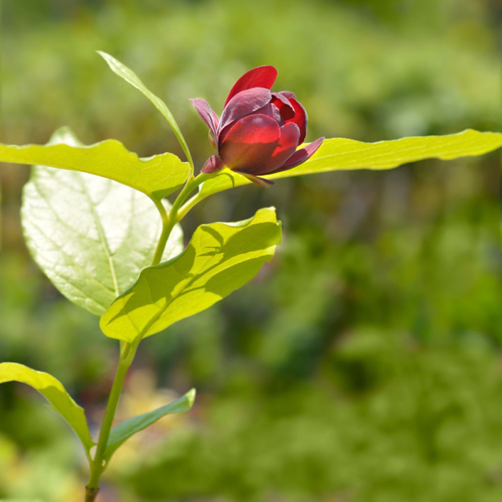 Calycanthus raulstonii Aphrodite