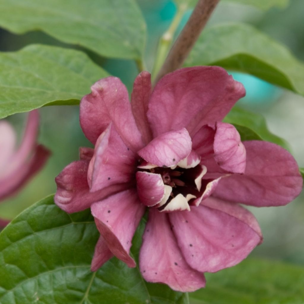 Calycanthus raulstonii Hartlage Wine