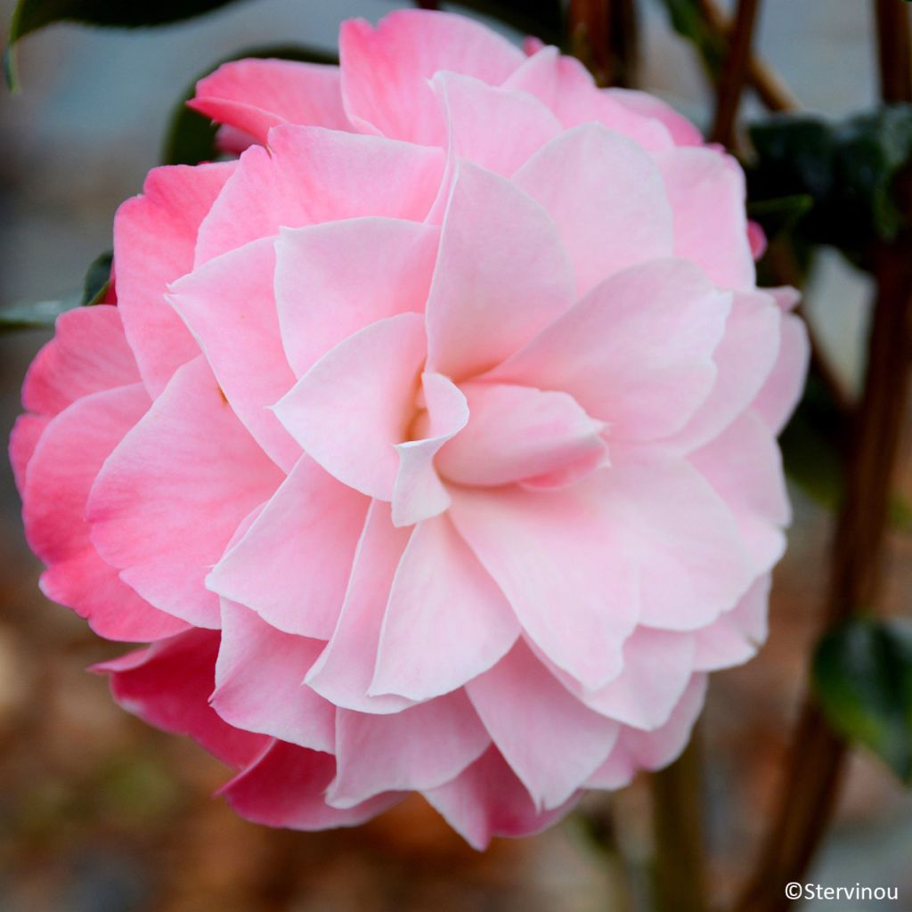 Camélia Buttons N Bows