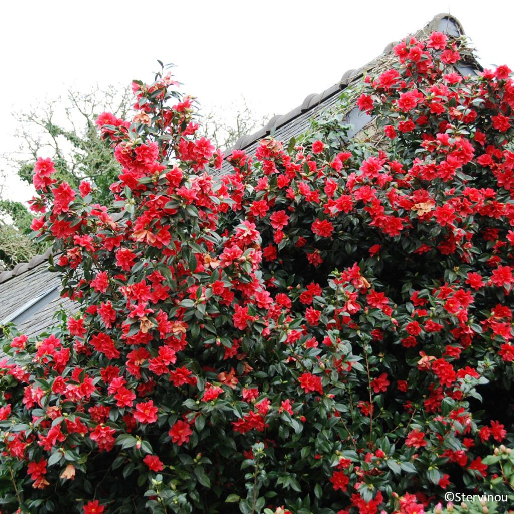 Camélia Freedom Bell