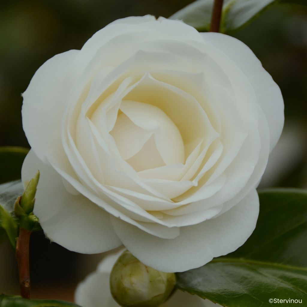 Camélia japonica Janet Waterhouse