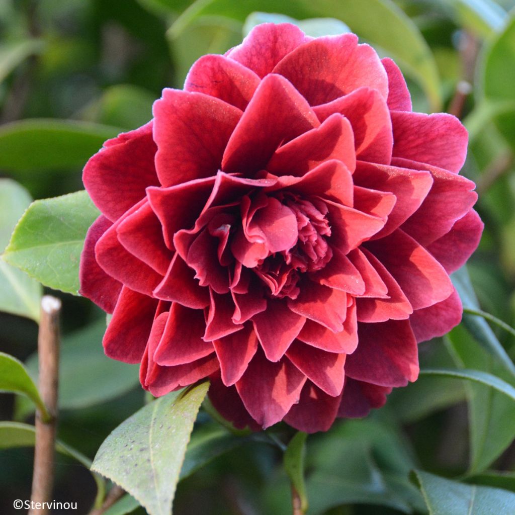 Camélia japonica Manuroa Road'