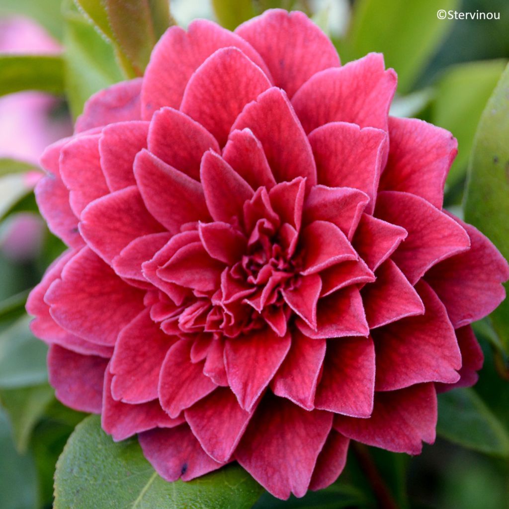 Camélia japonica Manuroa Road'