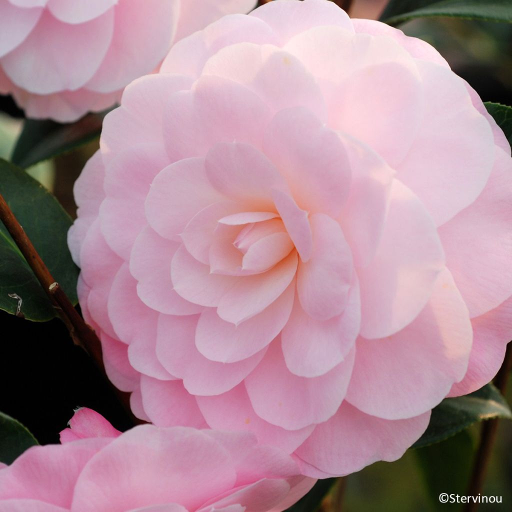 Camélia Mimosa Jury