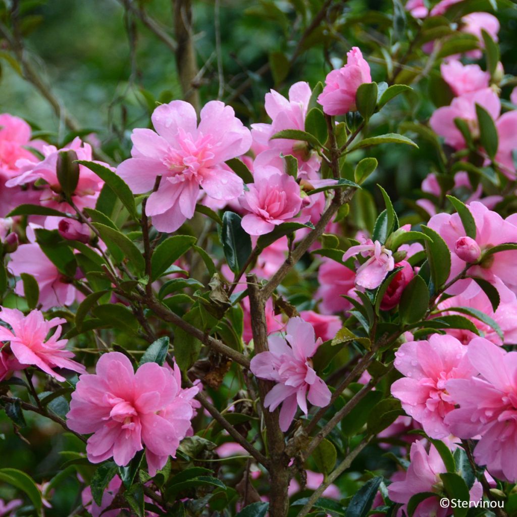 Camélia hiemalis Elfin rose'