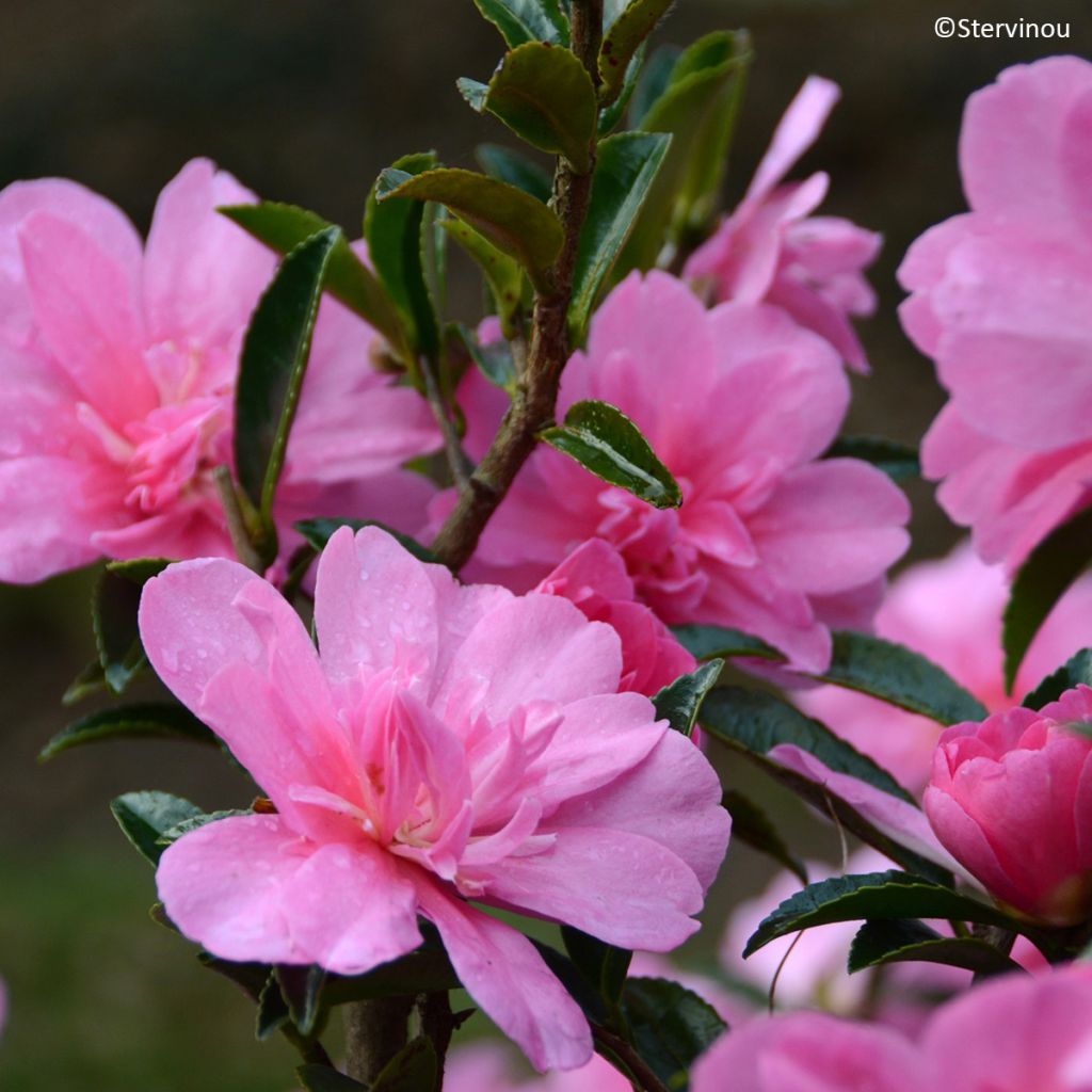 Camélia hiemalis Elfin rose'
