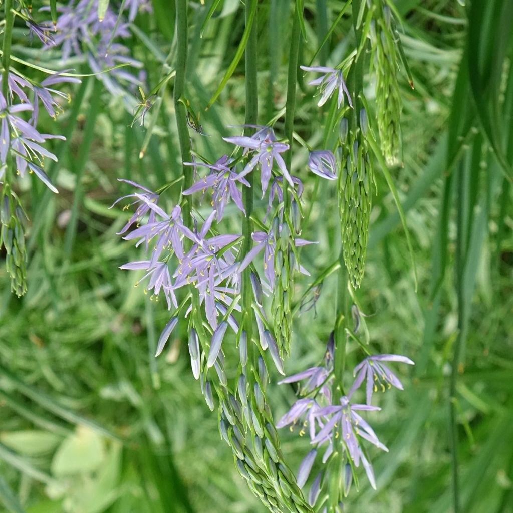 Camássia leichtlinii Caerulea