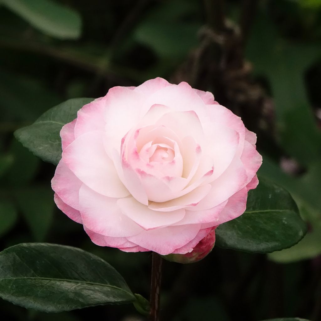 Camélia Nuccio's Pearl