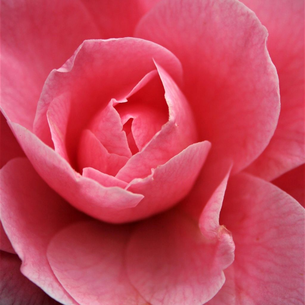 Camélia japonica Nuccio's Cameo