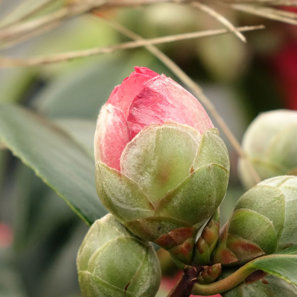 Camélia japonica San dimas