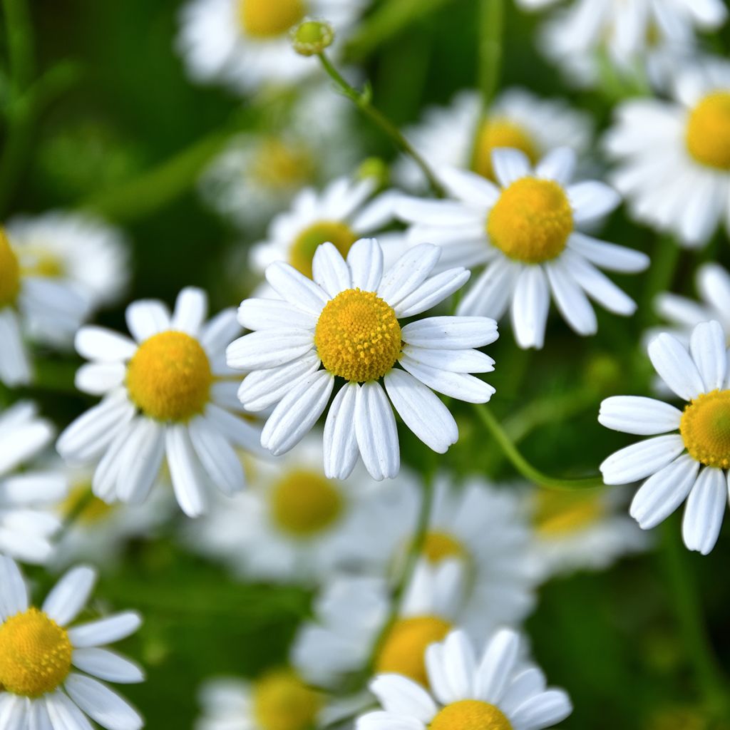 Matricaria chamomilla em sementes