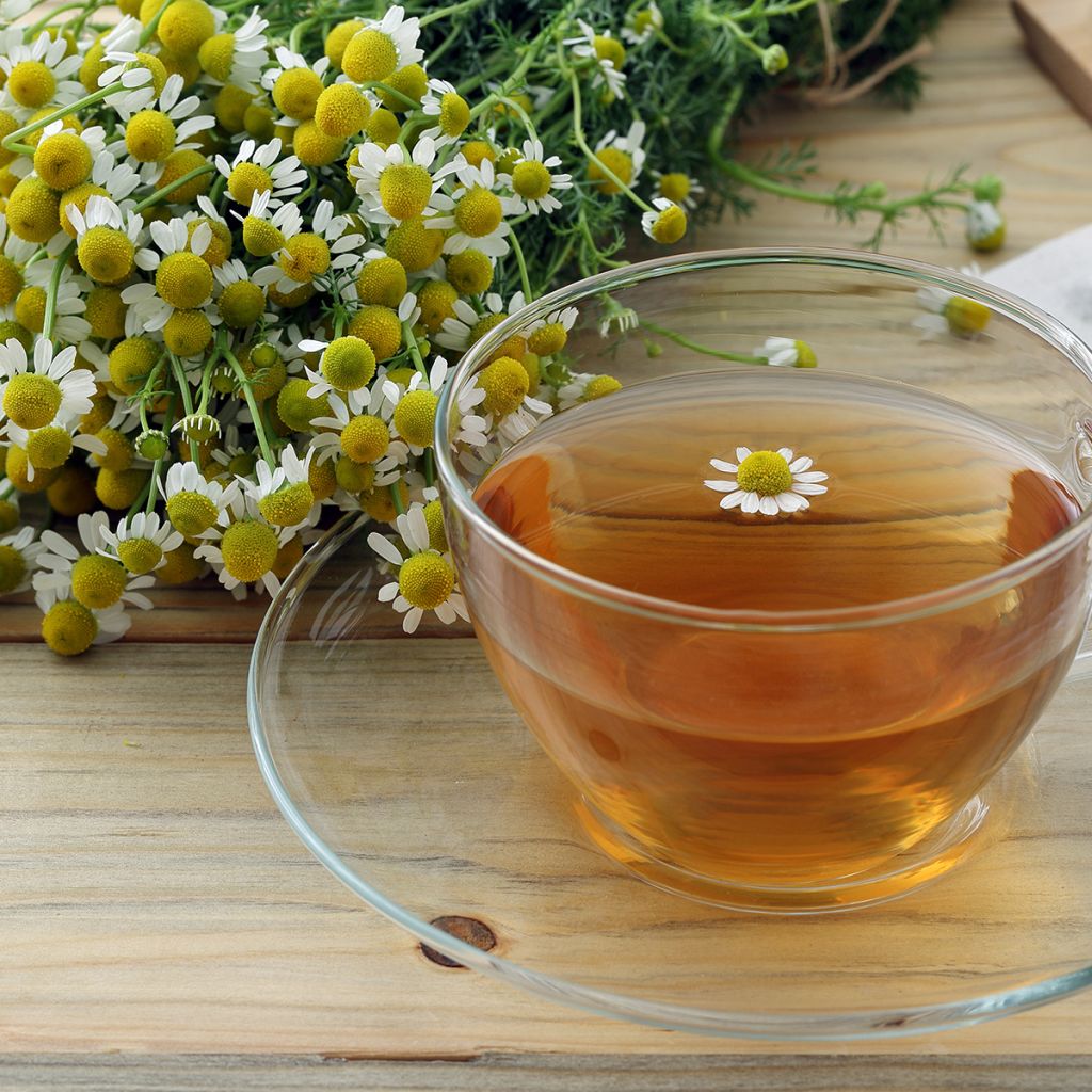 Matricaria chamomilla em sementes